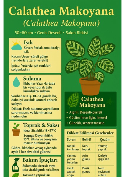 Canlı Calathea Makoyana (Peacock Plant) 50–60 cm – Geniş Desenli Yapraklı Salon Bitkisi, Dua Çiçeği fırsatları