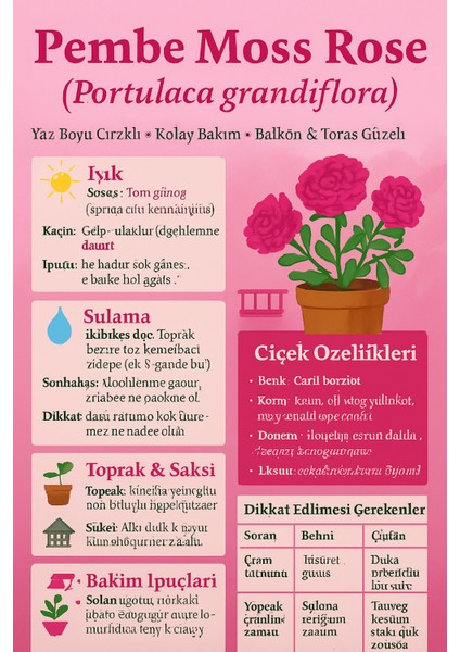 Pembe Moss Rose (Portulaca Grandiflora), Semizotu Çiçeği Saksıda- Kolay Bakımlı Balkon Çiçeği modelleri