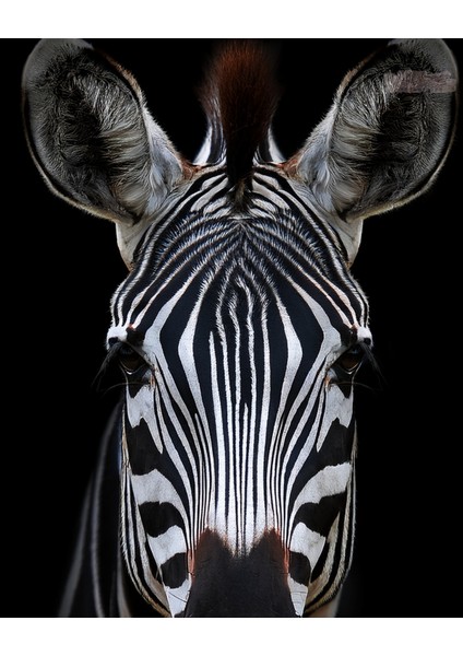 Metal Çerçeveli Gerçek Camlı Tablo - Dijital Baskı - Zebra