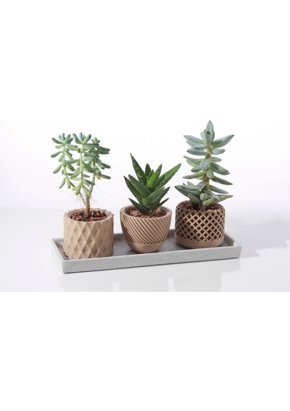 3'lü Desenli Saksı Seti + Tepsi