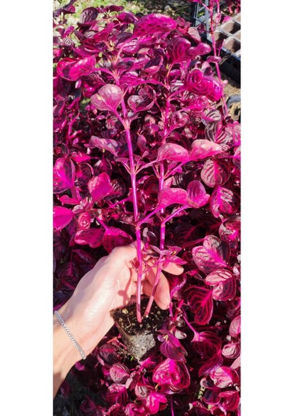 Çingene Şalvarı ( Irisine Herbisti ) Kırmızı Renkli 10-20 cm