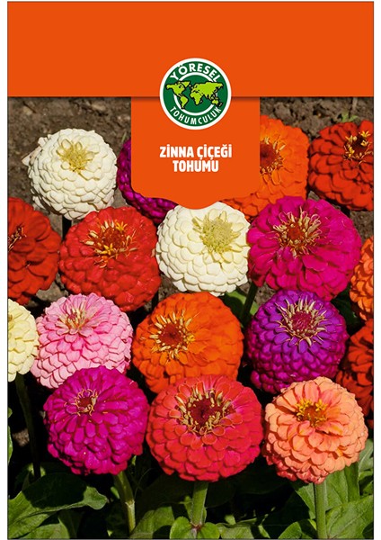 Zinna