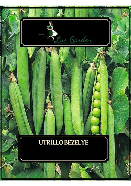 Utrillo Bezelye Tohumu 4 Adet