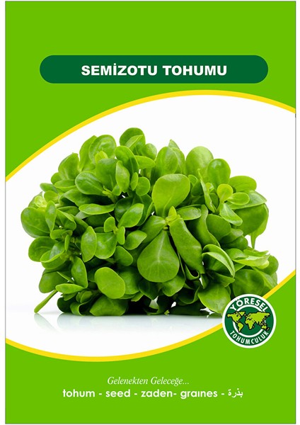 Semizotu