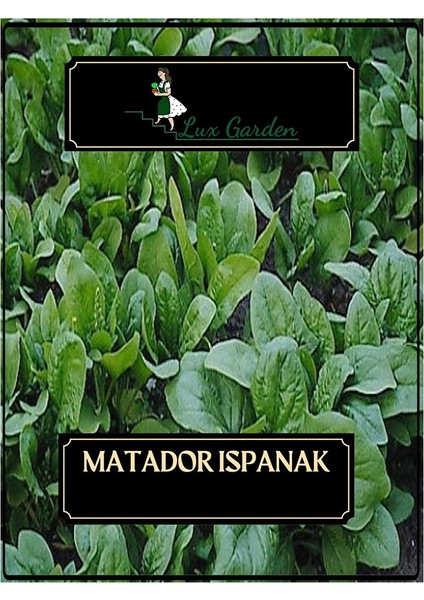 Matador Ispanak Tohumu 40 Adet