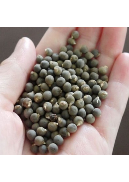 Ata Tohumları Ilaçsız Şifa Amaçlı Doğal Bamya Tohumu (250 Gram) fiyatları