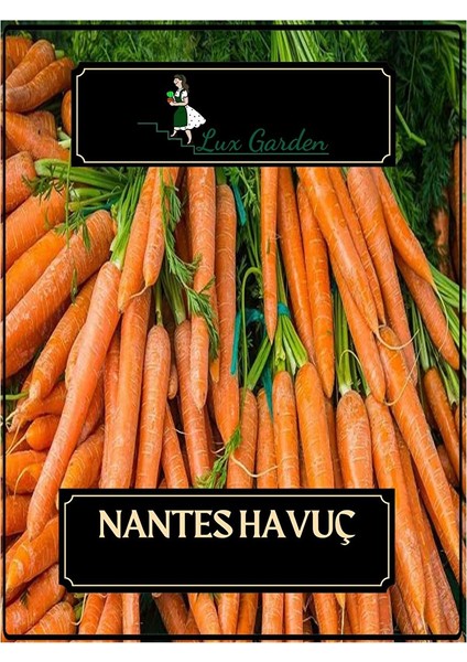 Nantes Havuç Tohumu 300 Adet