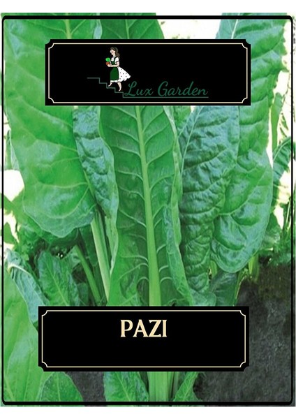 Pazı Tohumu 40 Adet
