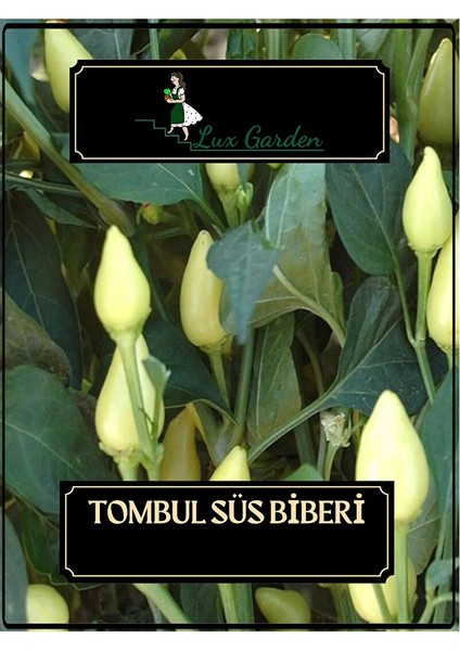 Tombul Süs Biberi Tohumu 80 Adet