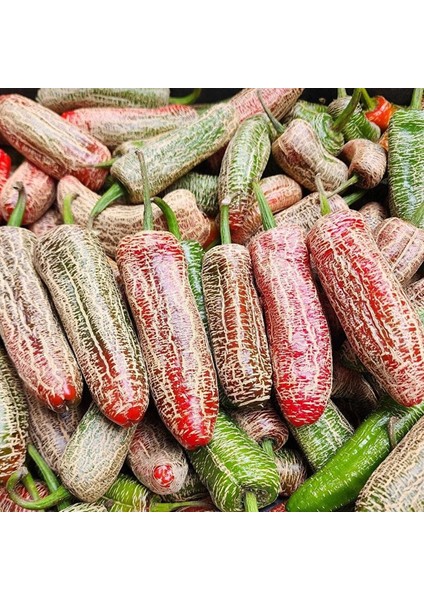 Nadir Ata Tohumları Jalapeno Farmers Biber Tohumu (10 Tohum)