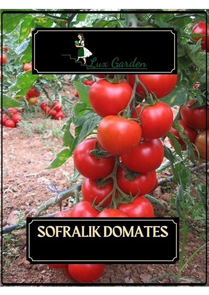 Sofralık Domates Tohumu 70 Adet