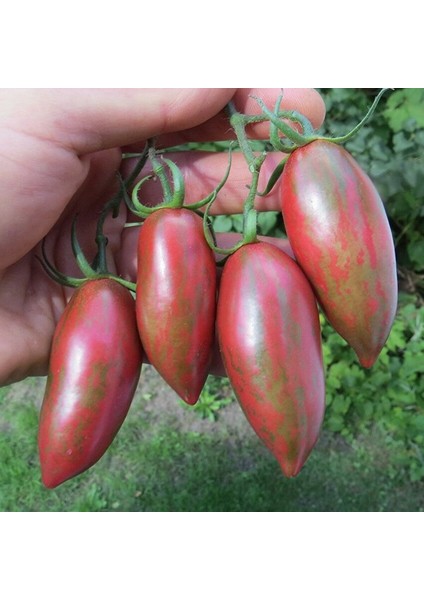 Nadir Çizgili Mor Purple Smaragd Domates Tohumu (15 Tohum) fiyatları