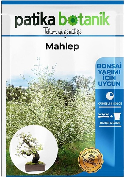 5 Adet Mahlep Ağaç Tohumu