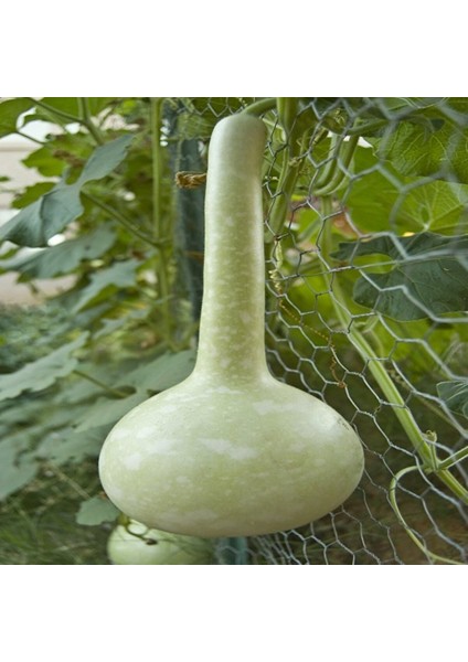 Ince Uzun Sarı Süs(Su) Kabağı Tohumu (5 Tohum)