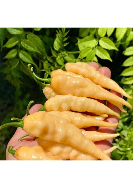 Nadir Ata Tohumları Geleneksel Jpgs Long Pheno Acı Biber Tohumu (10 Adet)