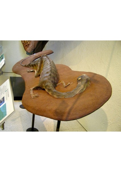 Dead Dino (Diğer Adıyla Coelofiz Mezar Mezarları) (Sadece Plastik Aparattır!!!) 3D