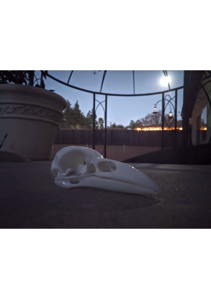 Kuzgun Kafatası (Sadece Plastik Aparattır!!!) 3D fiyatları