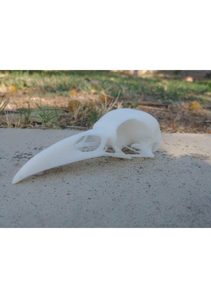 Kuzgun Kafatası (Sadece Plastik Aparattır!!!) 3D modelleri