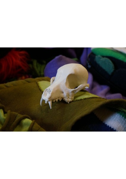 Köpek Kafatası Isırık (Sadece Plastik Aparattır!!!) 3D