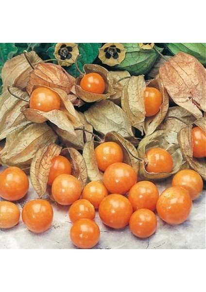 Aroması Yüksek Doğal Yer Kirazı Altın Çileği Tohumu (10TOHUM)