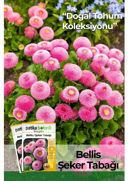 20 Adet Bellis - Şeker Tabağı Tohumu