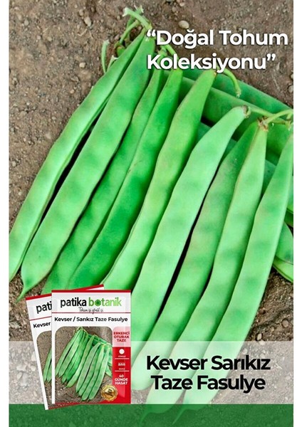 50 Adet Kevser (Sarı Kız) Fasulye Tohumu