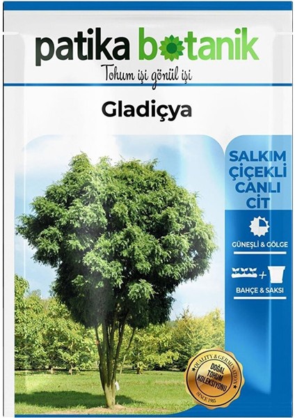 5 Adet Gladiçya Ağaç Tohumu
