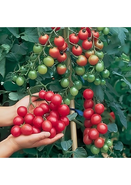 Doğal Ata Tohumu Çeri Salkım Domates Tohumu(20 Tohum)