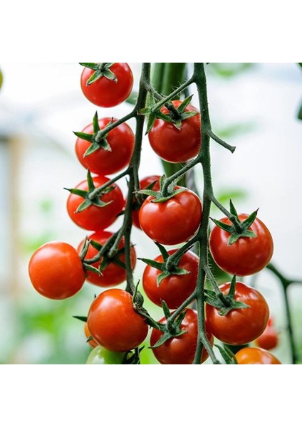 Cherry F1 Sırık Kiraz Domates Tohumu (10 Tohum)