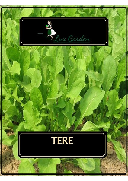 Tere Tohumu 440 Adet