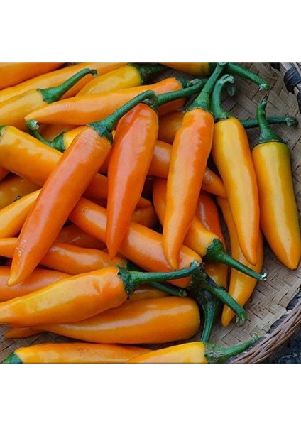 Ata Tohumları Geleneksel Bulgarian Carrot Hot Chili Biber Biber Tohumu (10 Tohum) modelleri