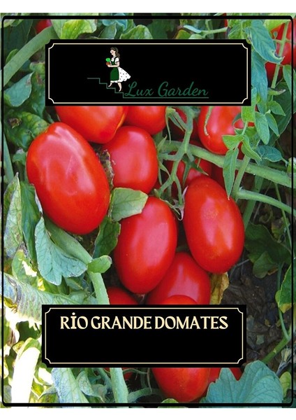 Rio Grande Domates Tohumu 140 Adet