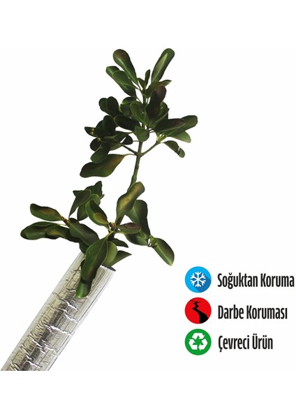 Fidan Koruyucu Folyolu Boru 6 mt (S)