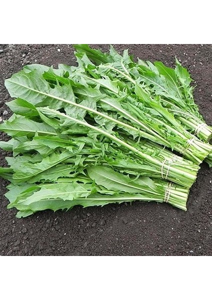 Italyan Mutfağına Özgü Geleneksel Catalogna Emerald Endive Tohumu (50 Tohum) fiyatları
