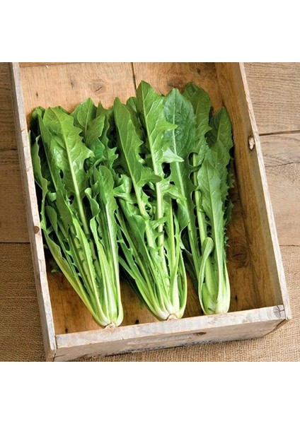 Italyan Mutfağına Özgü Geleneksel Catalogna Emerald Endive Tohumu (50 Tohum) modelleri
