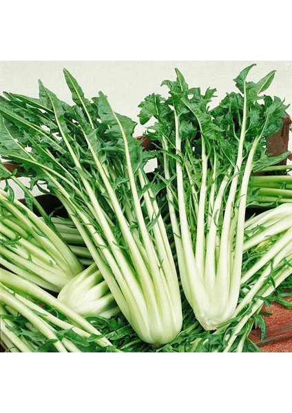 Italyan Mutfağına Özgü Geleneksel Catalogna Emerald Endive Tohumu (50 Tohum) fırsatları