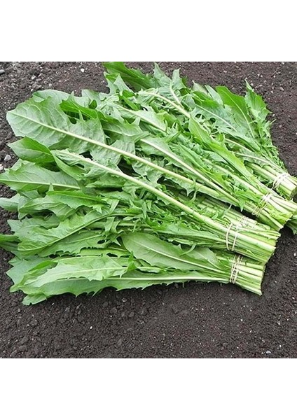 Italyan Mutfağına Özgü Geleneksel Catalogna Emerald Endive Tohumu (50 Tohum) indirimleri