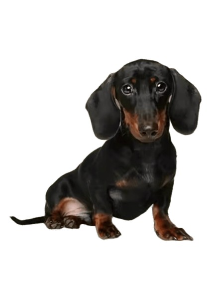 Köpek Araba Koltuğu Kapağı Katlanır Hamak Pet Taşıma Çantası Sepet Taşıma Kedi Kararlı Katlanabilir Seyahat Pet Köpek Araba Koltuğu (Yurt Dışından)