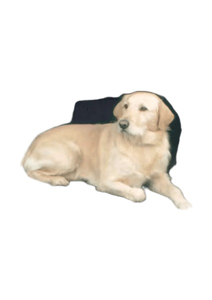 Köpek Araba Koltuğu Kapağı Katlanır Hamak Pet Taşıma Çantası Sepet Taşıma Kedi Kararlı Katlanabilir Seyahat Pet Köpek Araba Koltuğu (Yurt Dışından)