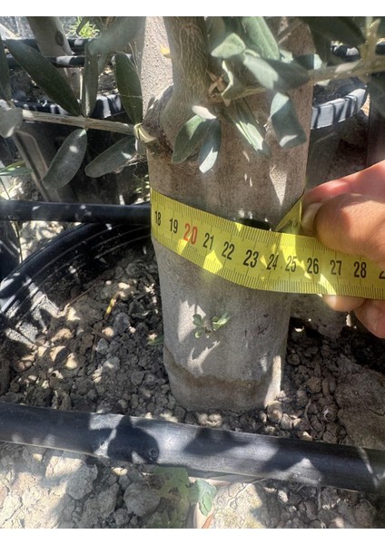 Saksıda 6 Yaş,kalın Gövdeli Gemlik Trilye Zeytin Fidanı Boy 130-150 cm modelleri