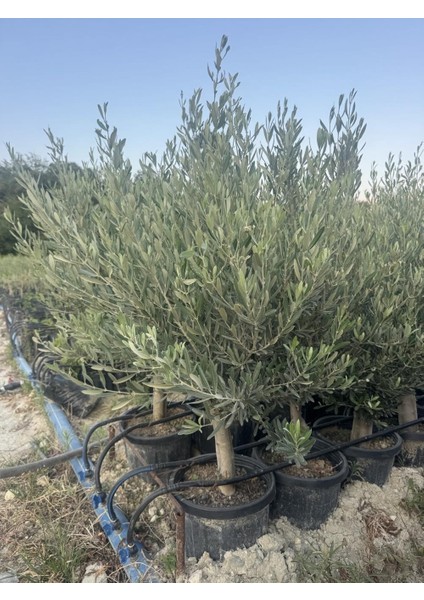 Saksıda 6 Yaş,kalın Gövdeli Gemlik Trilye Zeytin Fidanı Boy 130-150 cm fırsatları