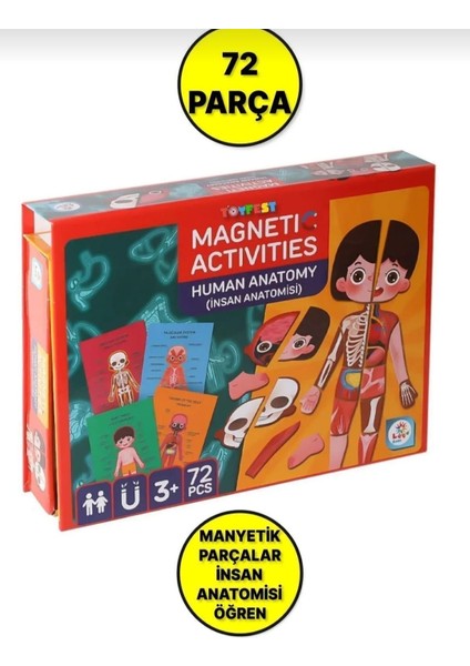 Manyetik Insan Vücudu Anatomisi Oyun Seti fırsatları