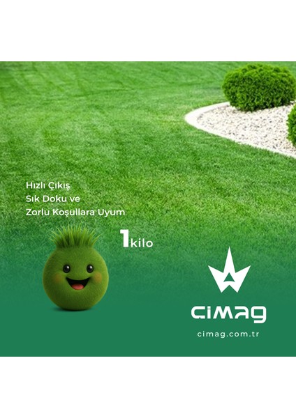 Poa Pratensis Çim Tohumu - 1 Kilo (Çayır Salkım Otu)