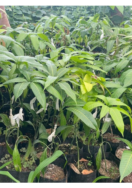 Osten Aşılı Mango Fiidanı 1 2yaş