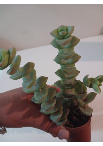 Ev/ofis Için Popüler Düğmeli Sukulent (Crassula Perforata)– Canlı, Saksılı & Modern Stil- 2'li