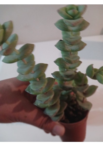 Ev/ofis Için Popüler Düğmeli Sukulent (Crassula Perforata)– Canlı, Saksılı & Modern Stil- 2'li fiyatları