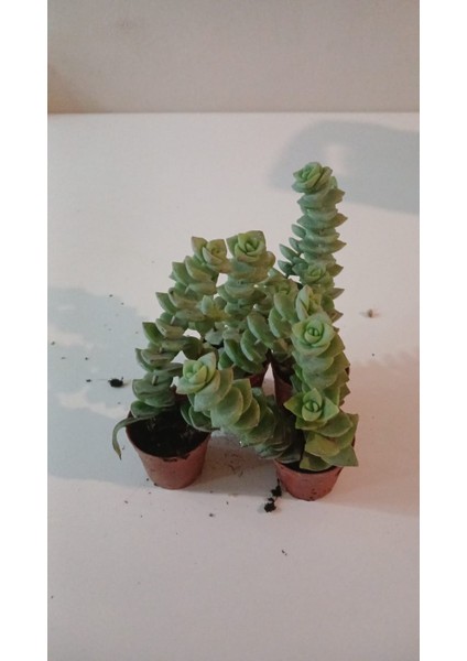 Ev/ofis Için Popüler Düğmeli Sukulent (Crassula Perforata)– Canlı, Saksılı & Modern Stil- 2'li fırsatları
