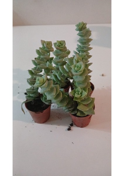 Ev/ofis Için Popüler Düğmeli Sukulent (Crassula Perforata)– Canlı, Saksılı & Modern Stil- 2'li indirimleri