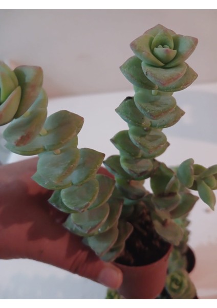 Ev/ofis Için Popüler Düğmeli Sukulent (Crassula Perforata)– Canlı, Saksılı & Modern Stil- 2'li