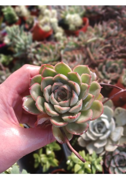 2'li Echeveria ‘lipstick’ Mini Sukulent- Canlı Kırmızı Kenarlı Etli Yaprak, Saksıda Masaüstü Bitkisi